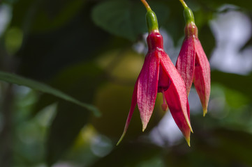 Obraz premium Close-up of the two scarlet vivid flowers of the fuchsia