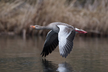 Greylag goose (Anser anser)