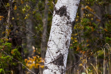 artistic fall view of trunks of birch trees in autumn
