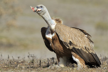 Griffon vulture (Gyps fulvus), feeding