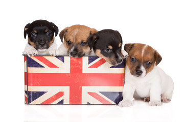 four jack russell terrier puppies in a box