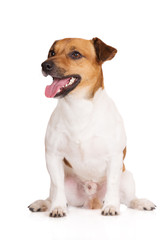 jack russell terrier dog sitting on white