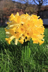 Bouquet de jonquilles