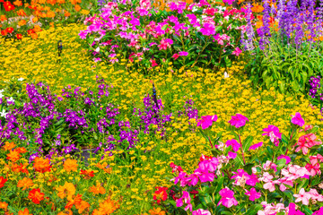 Sprinkler head watering in garden./ Detail of a working lawn sprinkler head watering  colorful flower in the garden.
