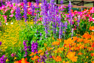 Flowers in the garden on summer. /Landscaped flower garden with lots of colorful blooms on summer.
