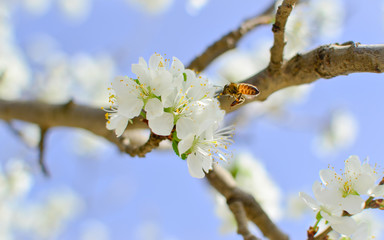 bees pollination cherry blossom