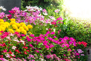 Flowers in the garden on summer. /Landscaped flower garden with lots of colorful blooms on summer.
