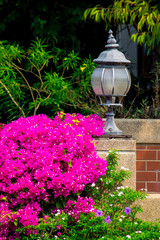 Garden light in the home garden./ Garden light in the home garden on summer.
