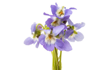 violet flower