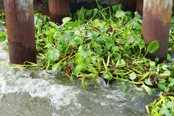water hyacinth in the river
