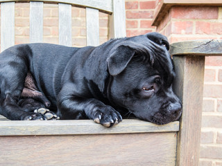 Staffordshire bull terrier, black brindle, 8 month puppy, lying on a wooden chair, slightly curled up, looking away focused on something that has caught his eye.