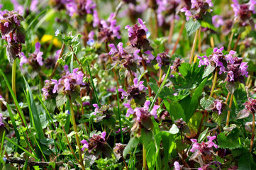 çiçekler © mevsuf