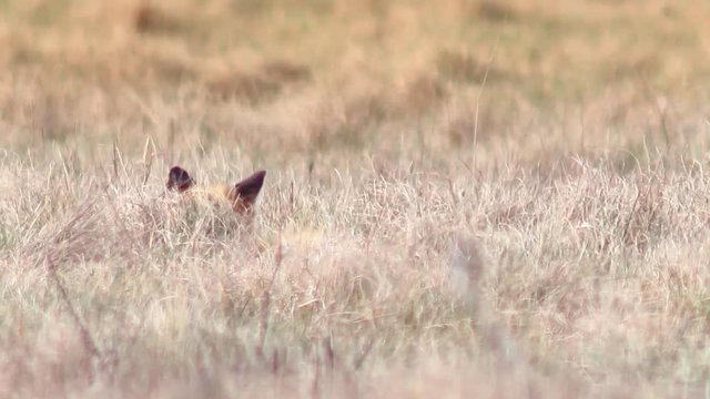 Beautiful fox in the wilderness in Full HD. Fox looking for food. Wild life of Europe.