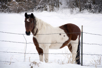 white and brown horse in the snow