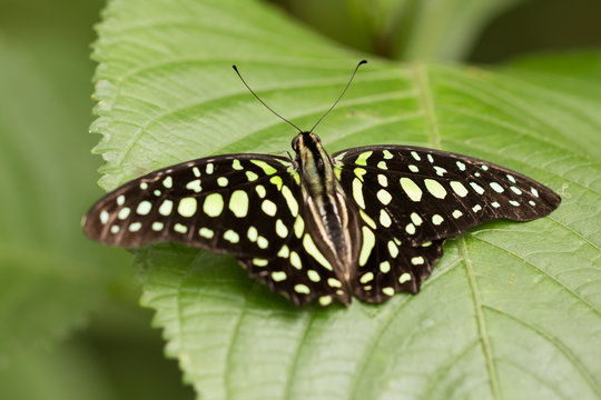 vivid butterfly with opened wings sitting on green leave in tropical garden
