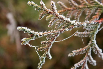 Frozen branches of juniper