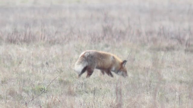 Beautiful fox in the wilderness in Full HD. Fox looking for food. Wild life of Europe.