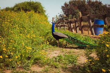 Peacock in the farm
