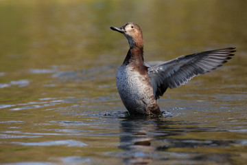 Common Pochard, Pochard, Aythya ferina
