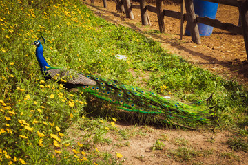 Naklejka premium Peacock in the farm