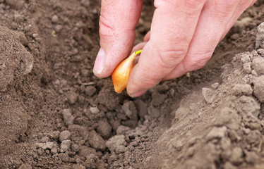 Close-up planting onions in row