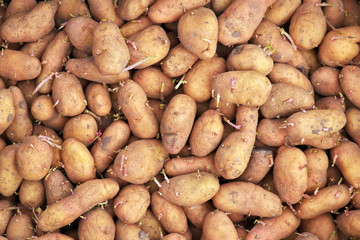 Sprouting seed potatoes ready for planting background. 