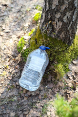 Obraz premium Collecting juice from birch tree 