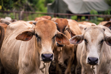 cows in cowshed stable