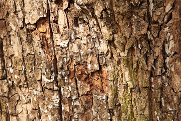 Oak tree bark