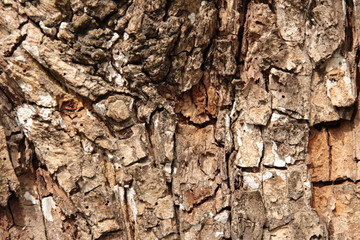 Oak tree bark