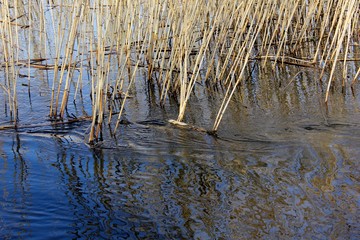 Reeds in a lake awith stream and ripples on water