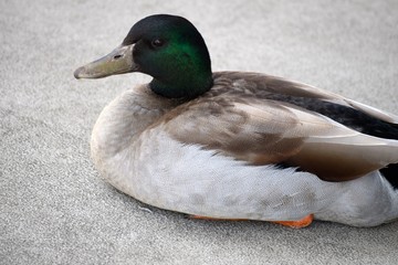 Mallard Duck / This male Mallard Duck sits on the sidewalk unafraid of people walking about.