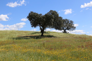 Obraz premium Tree in Portugal countryside