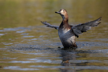 Common Pochard, Pochard, Aythya ferina