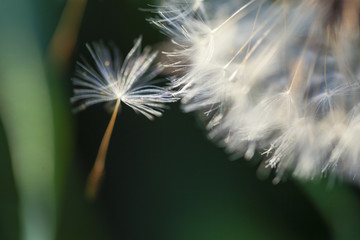 Dandelion Flower Seed