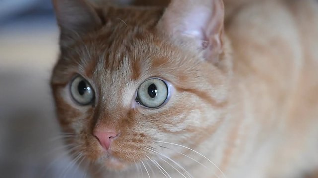 Ginger cat hunts down prey and then runs away closeup