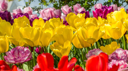 Beautiful tulips in the spring. Bright colors of natural flowers. SKAGIT VALLEY TULIP FESTIVAL
