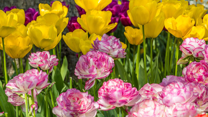 Beautiful tulips in the spring. Bright colors of natural flowers. SKAGIT VALLEY TULIP FESTIVAL