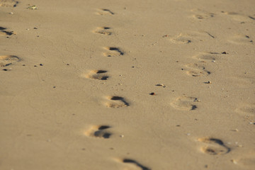 Fototapeta na wymiar Sandy beach with footprints at the morning