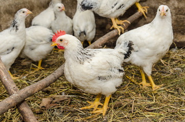 Young hens and roosters