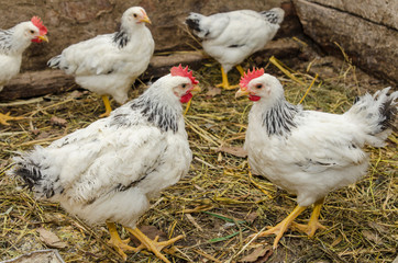 Young hens and roosters