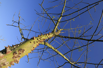 Aggressive green tree with big thorns against the blue sky
