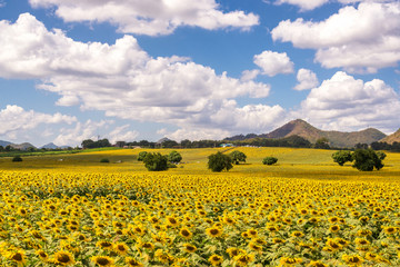 Beautiful Landscape view of sunflower field with blue sky and cl