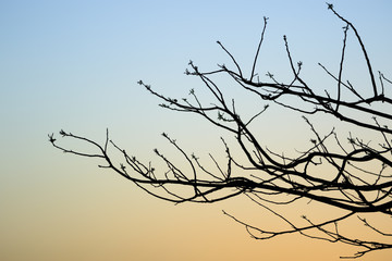 Fototapeta na wymiar Many thin branches of a tree against the sunset sky