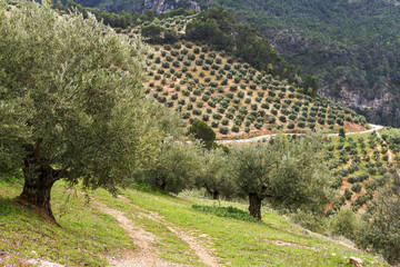 Olivos en Ja&eacute;n. Andalucia