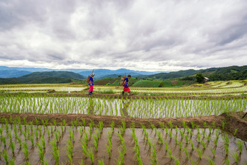 Unidentified Hmong woman with rice field terrace background