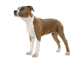puppy american staffordshire terrier