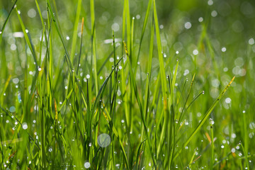 Gras mit Morgentau im Sonnenlicht