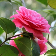 Camelia