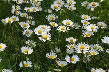 Daisies